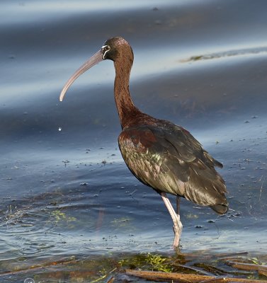 GLOSSY IBIS