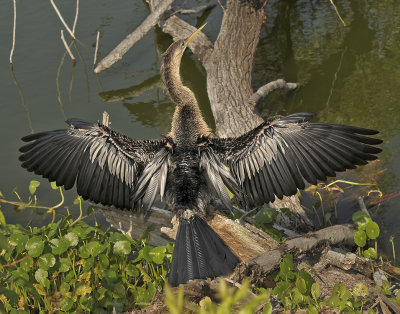 ANHINGA