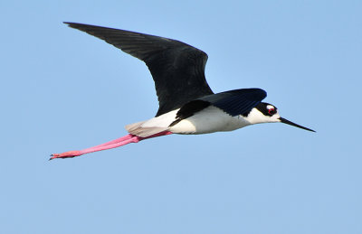 BLACK-NECKED STILT