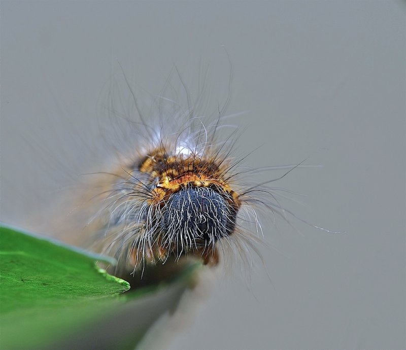 Rups 1