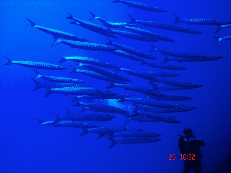barracudas red sea.jpg
