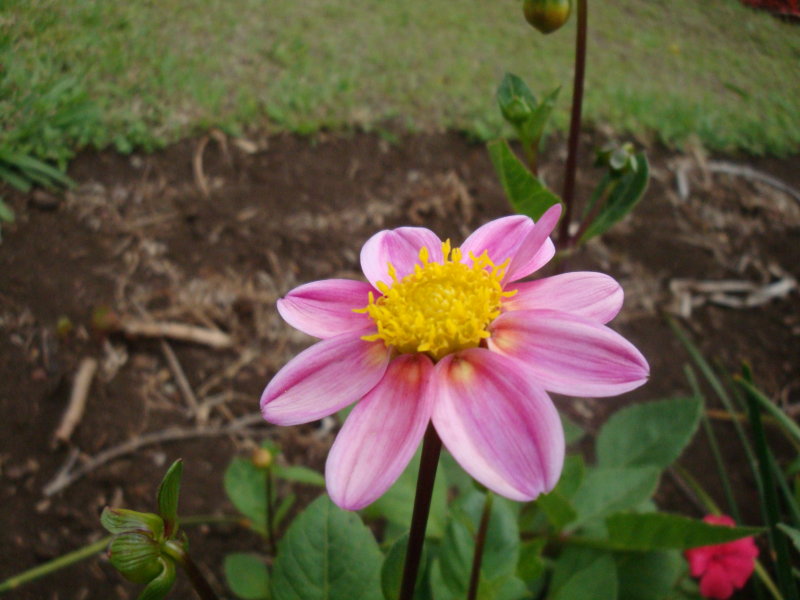 ISLA PASCUA 2010.2 406.jpg