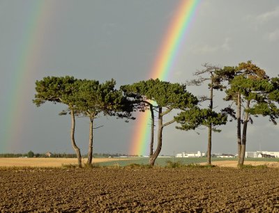 Preston Rainbow