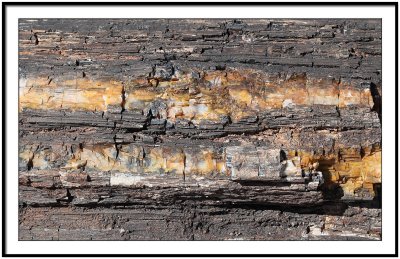 Petrified wood in Biosphere2