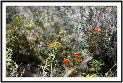 Desert Museum Hummingbird