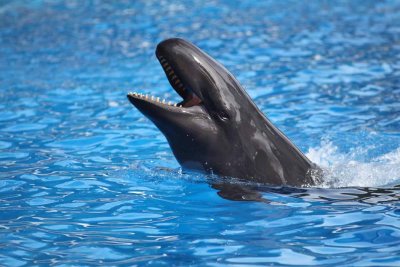 2010_fla_d4_048.jpg