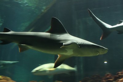 2010_fla_d4_133a.jpg