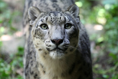 snowleopard.jpg