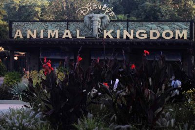 animal_kingdom