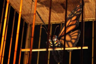 2010_fla_d9_139.jpg