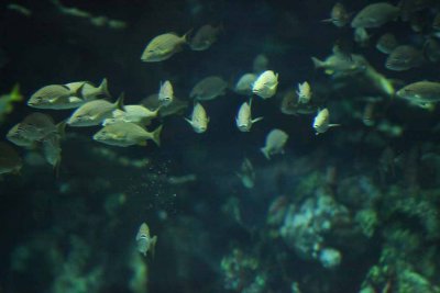 2010_fla_d10_135.jpg