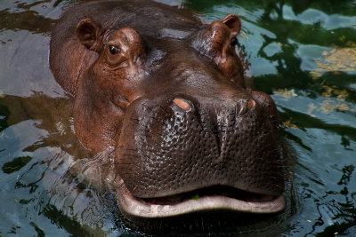 animal_kingdom_2011