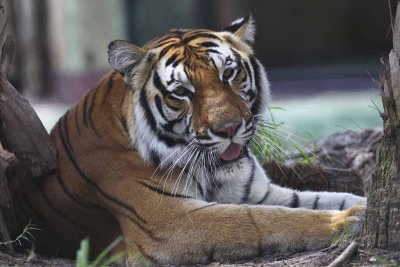 busch_gardens_tampa