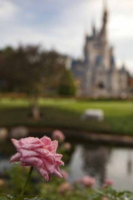 2011_fla_d8_016.jpg
