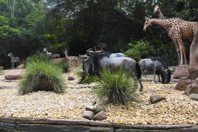 2011_fla_d8_325.jpg