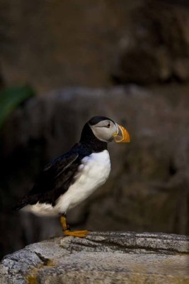 2011_fla_d2_045.jpg