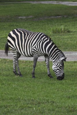2011_fla_d11_195.jpg