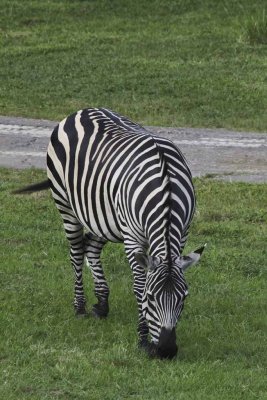 2011_fla_d11_196.jpg