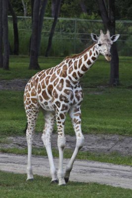 2011_fla_d11_197.jpg