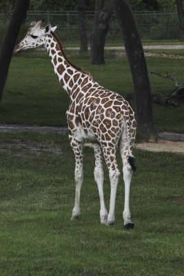 2011_fla_d11_200.jpg