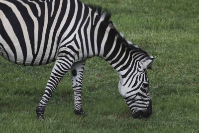 2011_fla_d11_203.jpg