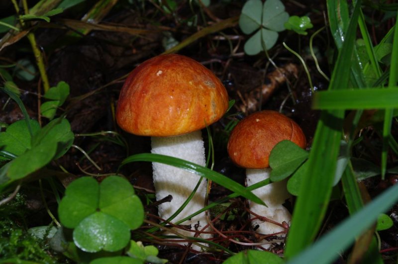 Mushrooms