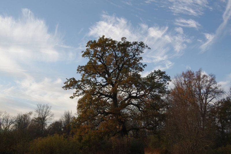 Pededze oaks