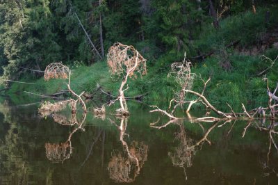 Gauja