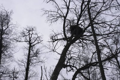 Kanieris lake - the nest of white-tailed eagle (Haliaeetus albicilla)