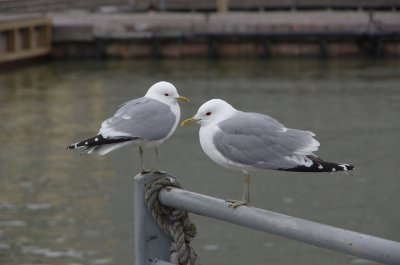 Common gulls (Larus canus), 135 mm