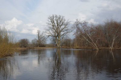 Pededze oaks