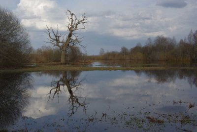 Pededze oaks