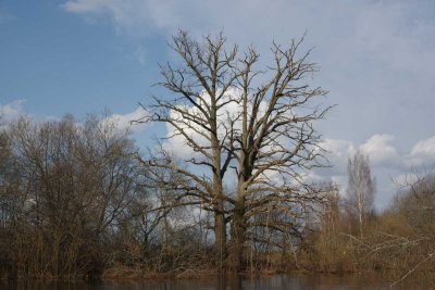 Pededze oaks