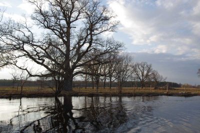 Pededze oaks