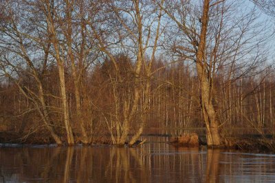 Pededze oaks