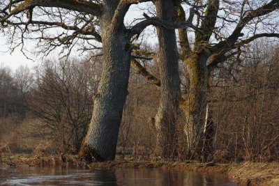 Pededze oaks