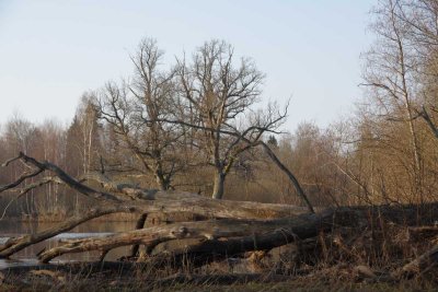 Pededze oaks