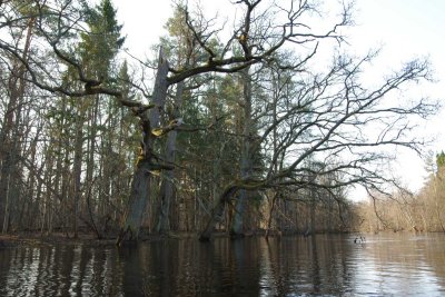 Pededze oaks