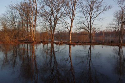 Pededze oaks