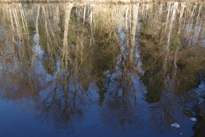 Pededze oaks