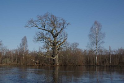 Pededze oaks