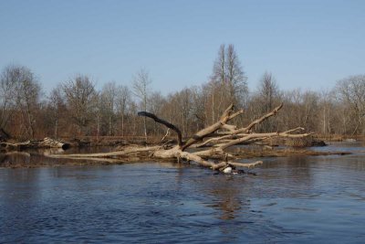 Pededze oaks