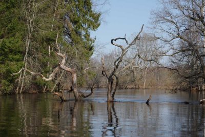 Pededze oaks