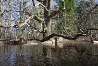 Pededze oaks