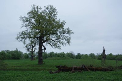 Pededze oaks