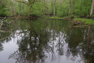 Pededze oaks