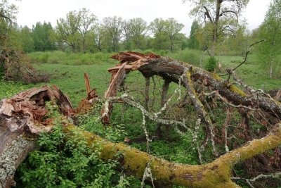 Pededze oaks