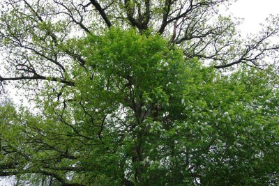 Pededze oaks