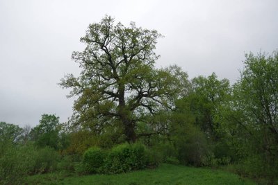 Pededze oaks