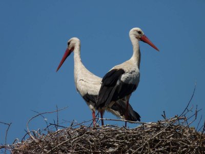 White storks in Darta